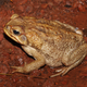 Un sapo de la caña. Foto: Wikimedia Commons